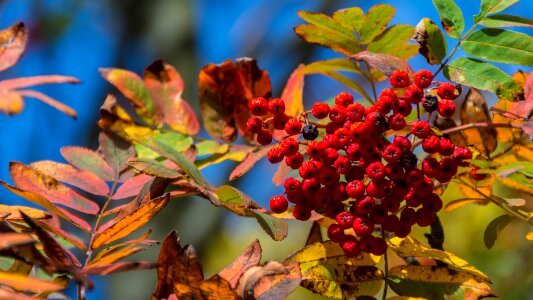 Leaf berry red berries photo