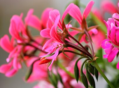 Red plant pink flower