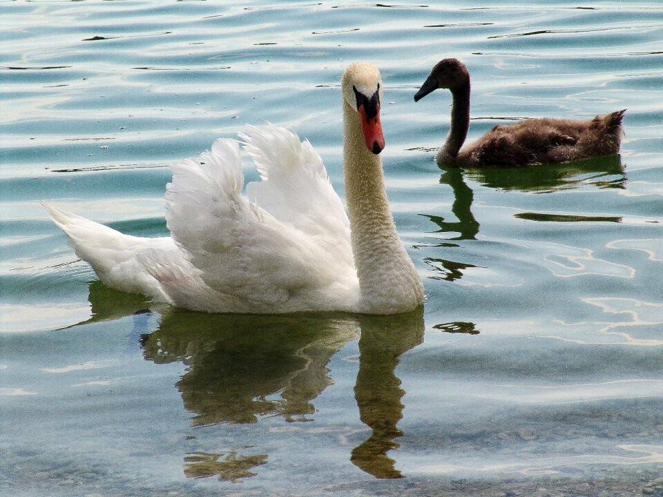 Water bird lake schwimmvogel