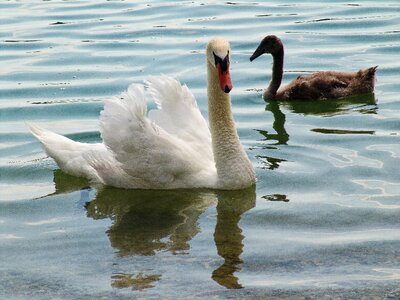 Water bird lake schwimmvogel photo