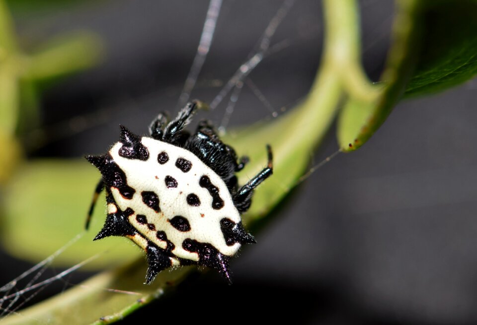 Spiny orb weaver web webbed photo