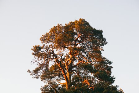 Hd wallpaper nature tree