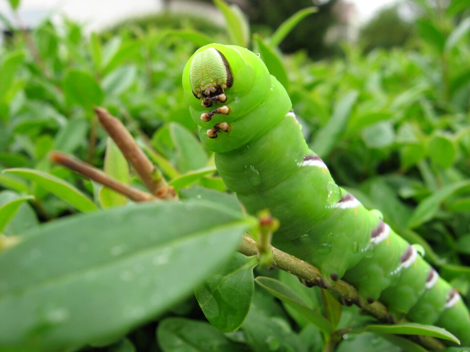 Green nature butterfly