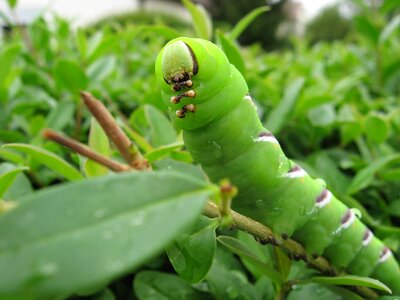 Green nature butterfly