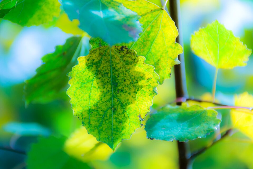 Leaf green leaves forest