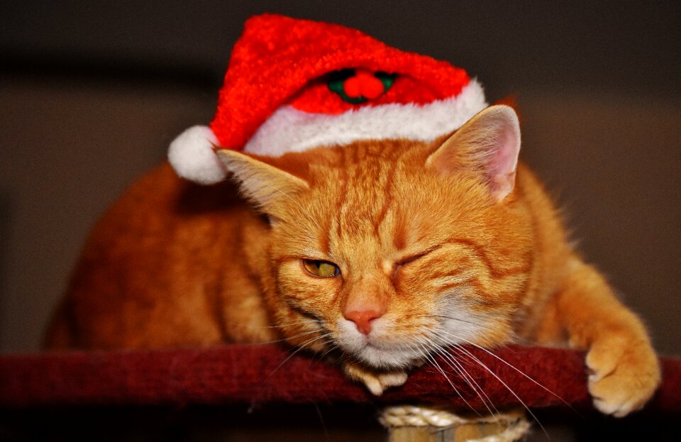 Wink santa hat funny