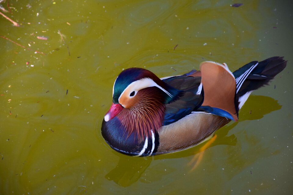 Nature water bird plumage