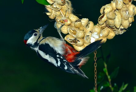 Nature peanuts perched