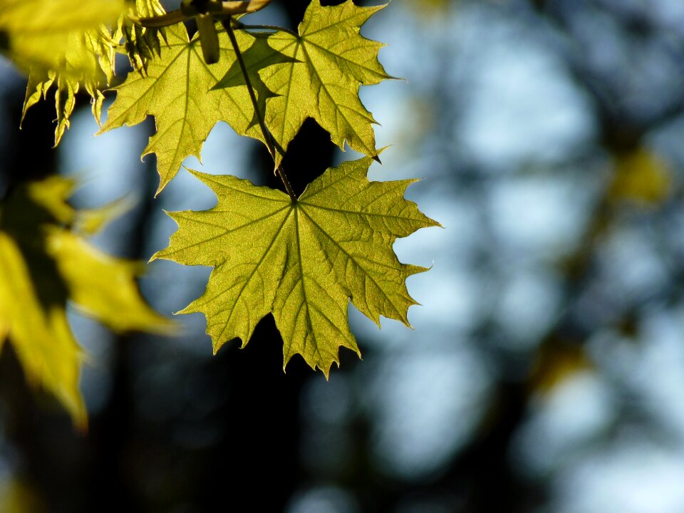 Sun shine through nature photo