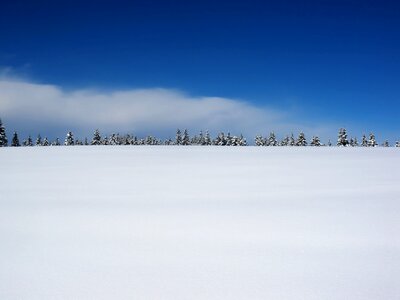 Winter landscape nature fir