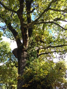 Oak nature old