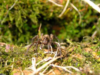 Wildlife garden arachnid