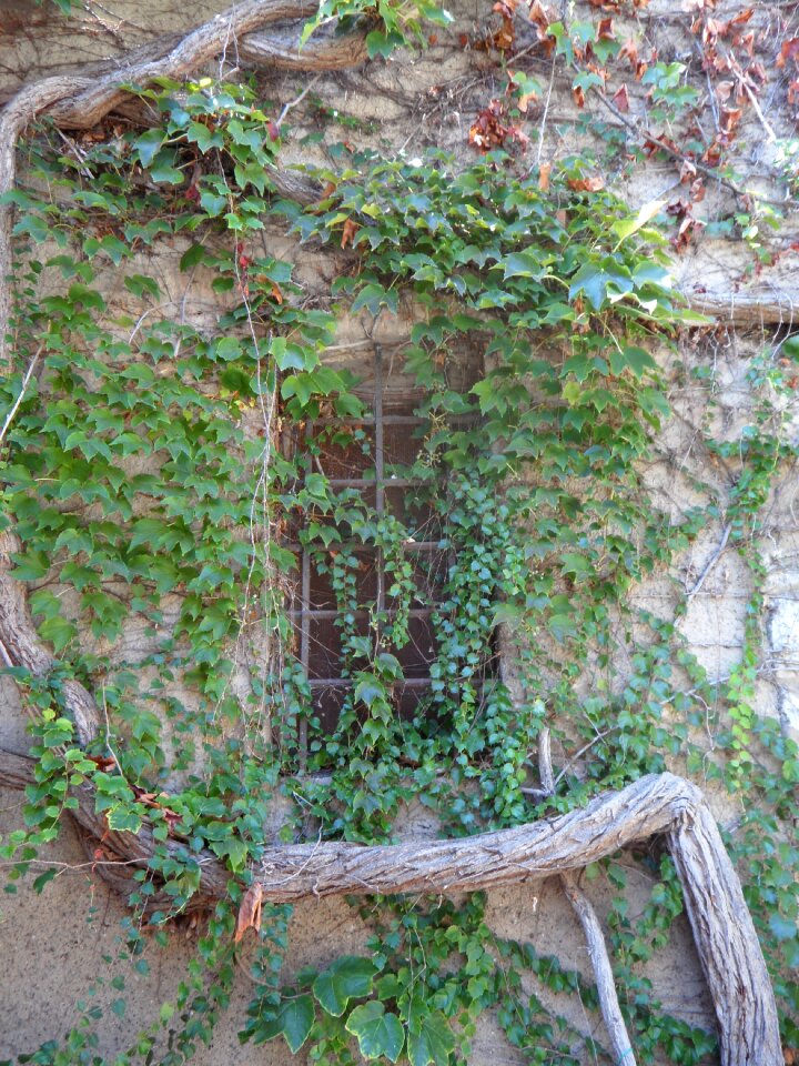 Fairytale mystical window