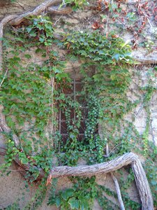 Fairytale mystical window photo