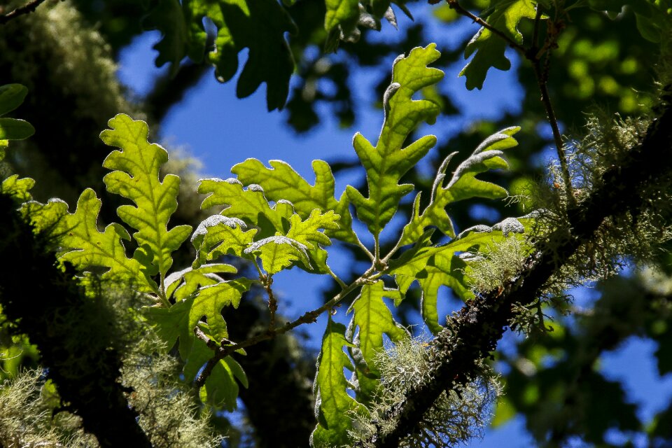 Green green leaves bright leaf