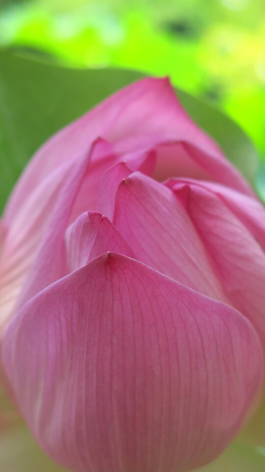 Plant floral spring