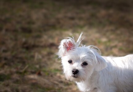Maltese small small dog