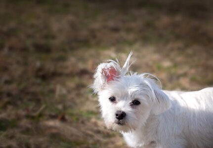 Maltese small small dog photo