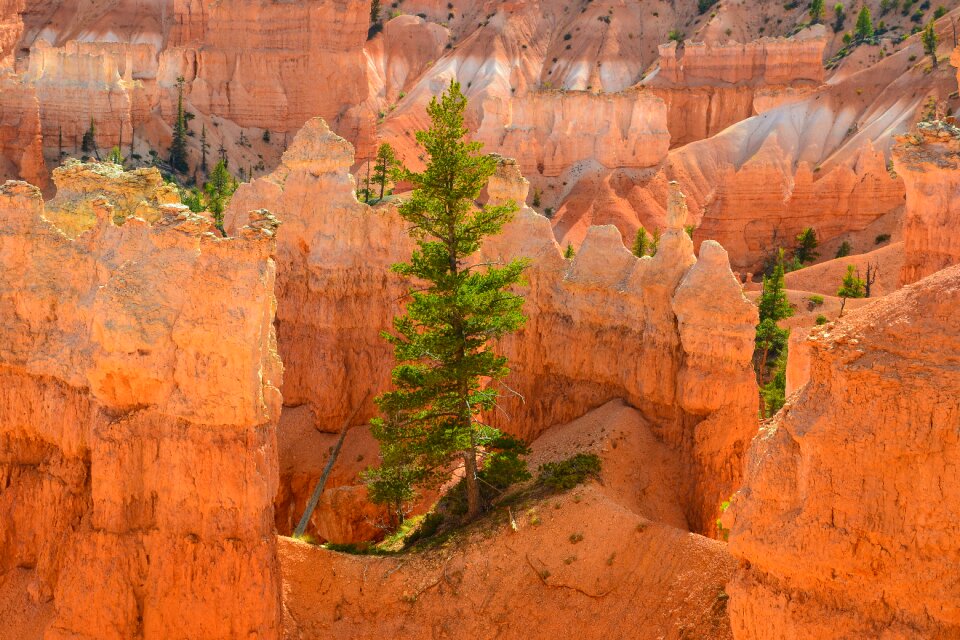 Tree national park america