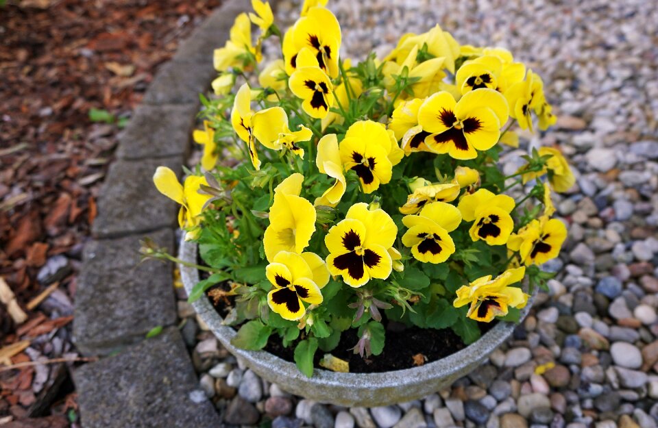 Garden nature blossom