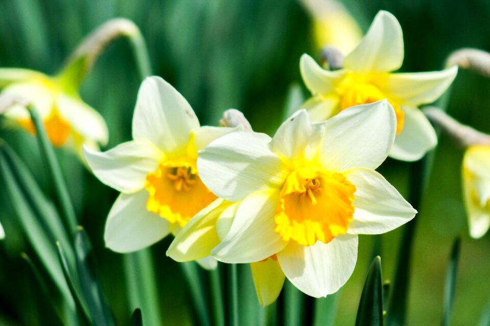 Spring white yellow flower