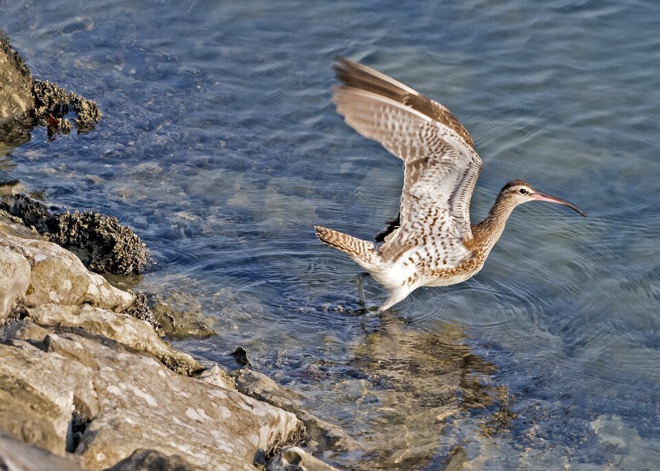 Curlew wildlife water