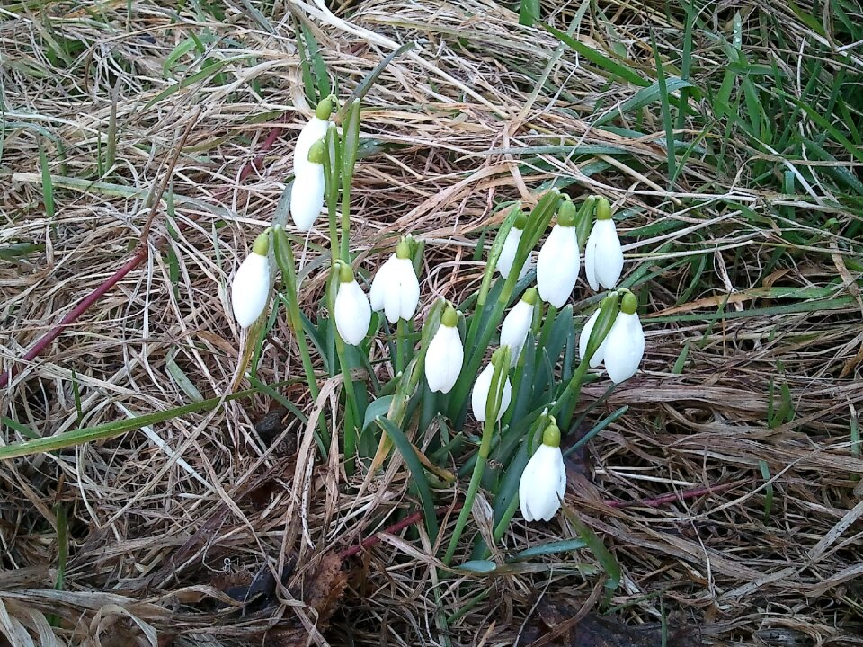 Spring flower buds kikelet pansio