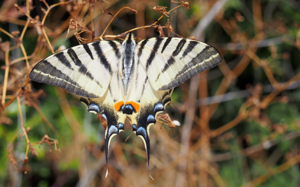 Butterflies macro provence