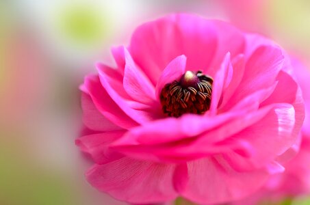 Pink flowers petals vivid