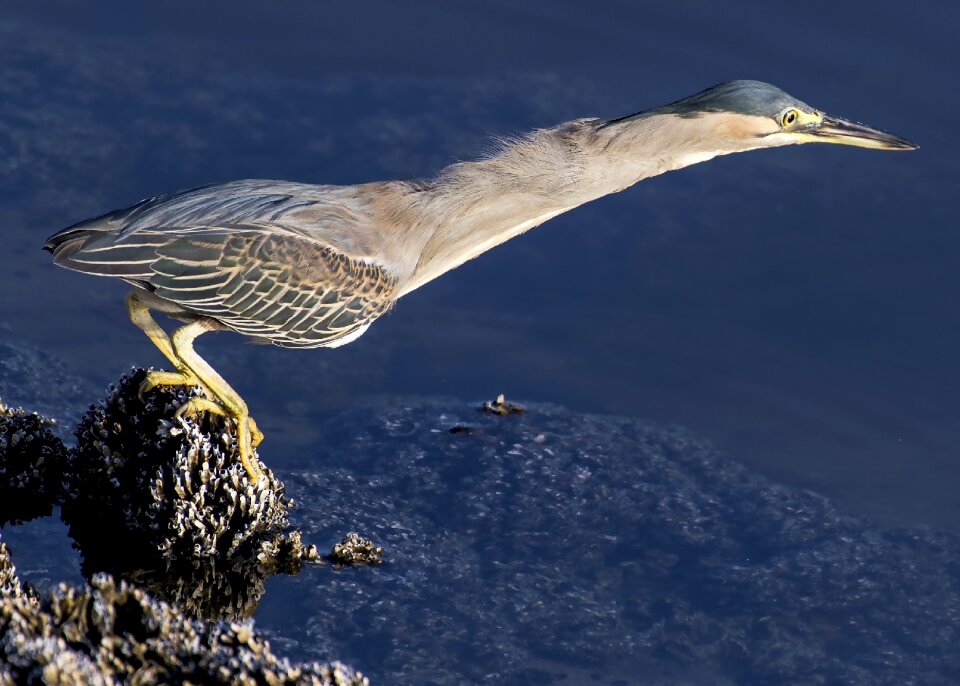 Nature wildlife animal