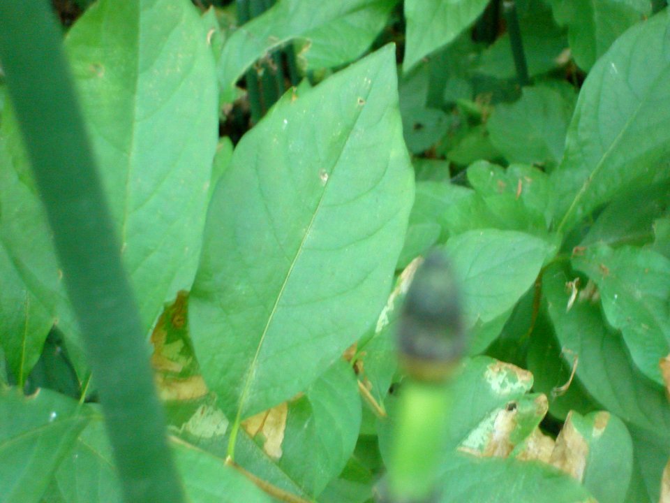 dsc01731.jpg 