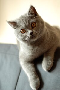 Feline amber eyes grey fur photo