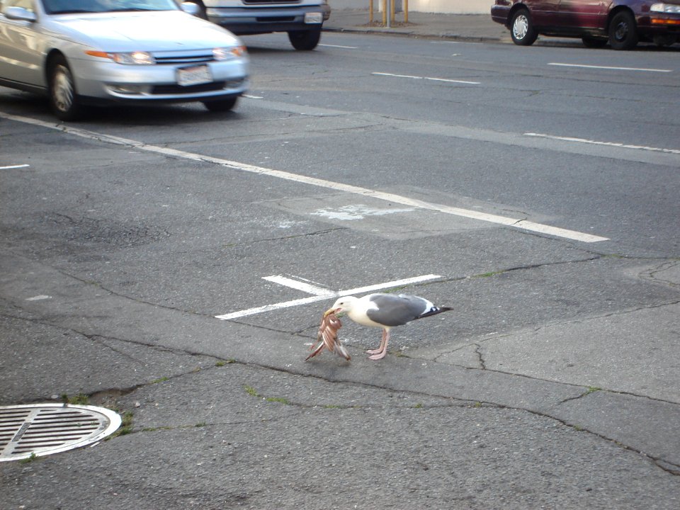 Seagull attacks pigeon photo