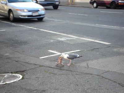 Seagull attacks pigeon 