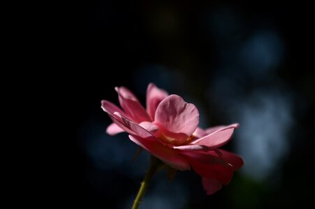 Single flower black rose photo