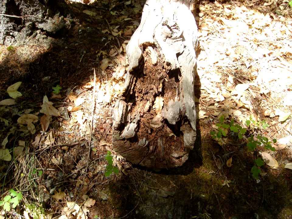 dsc01717.jpg 