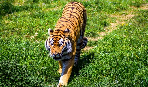 Animals visit holiday