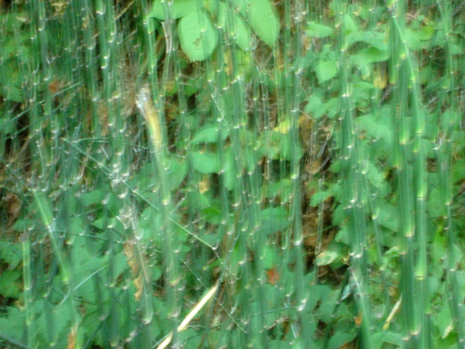 dsc01730.jpg 