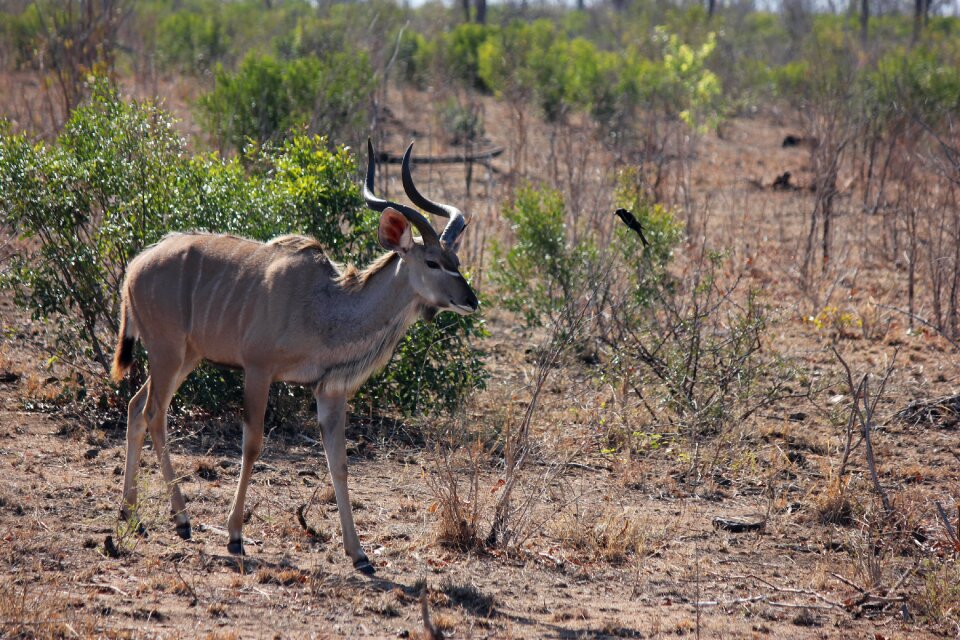 Animal antelope mammal