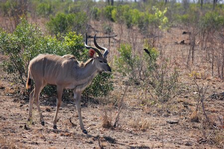 Animal antelope mammal photo
