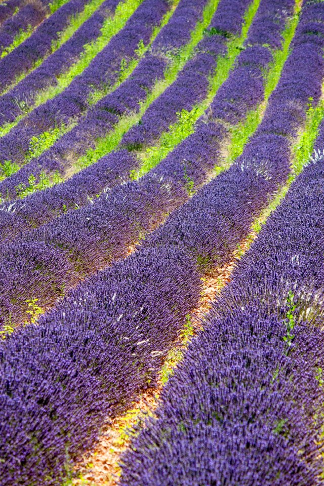 Purple lavender flowers mediterranean