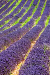 Purple lavender flowers mediterranean photo