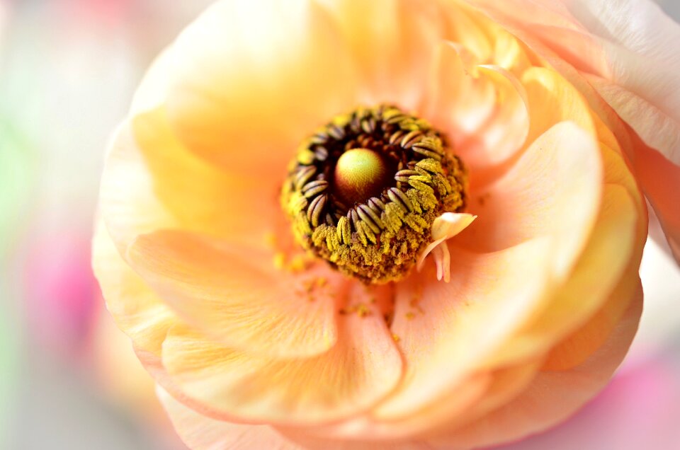 Yellow orange bloom