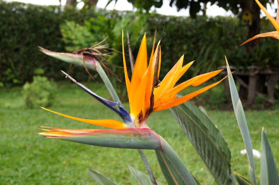 Field montenegro quindio