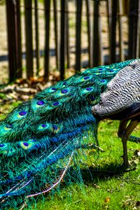 Animals visit holiday