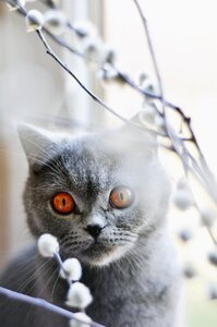 Feline amber eyes grey fur photo