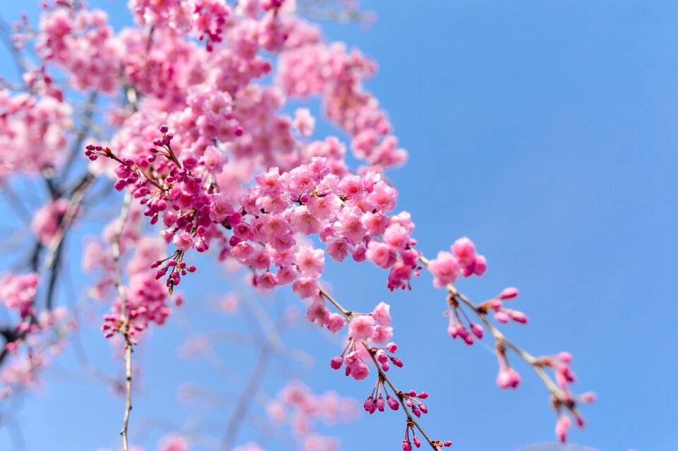 Plant blue sky cherry blossoms
