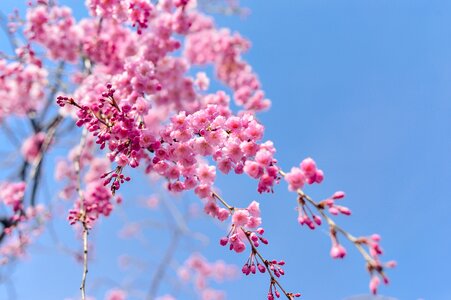 Plant blue sky cherry blossoms photo