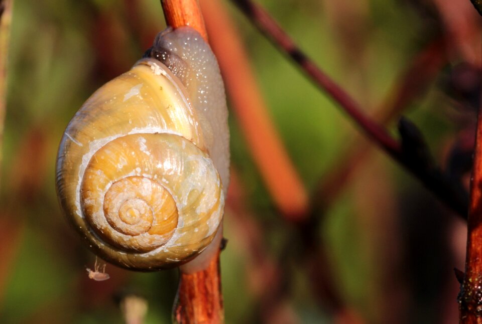 Cepaea hortensis snail shell drawn together