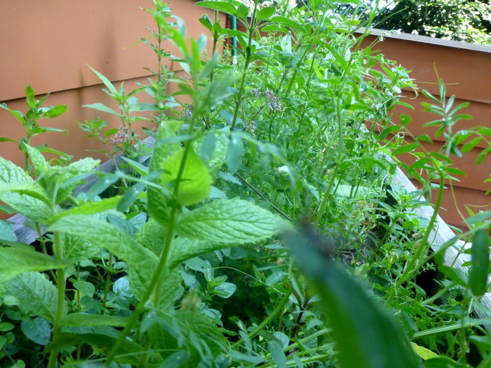 P1050865 